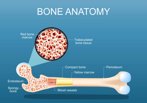 Bone anatomy. Structure of a femur Bone anatomy. Structure of a femur. Close-up of a cross section of Spongy Trabeculated bone tissue with Red bone marrow. vector illustration bone marrow cross section illustrations stock illustrations