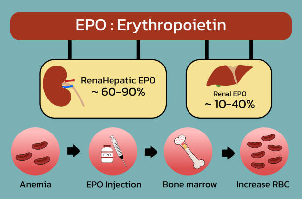 Erythropoietin (EPO) production from kidney , liver and Injection , vector illustration Erythropoietin (EPO) production from kidney , liver and Injection , vector illustration erythropoietin regulation diagram stock illustrations