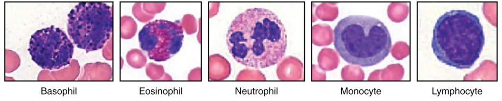 Five micrographs showing different types of leukocytes: basophil, eosinophil, neutrophil, monocyte, and lymphocyte, each labeled beneath the image. Students need to inspect and describe differences in appearance.