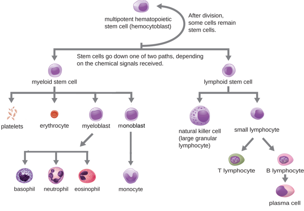Alt text: Simplified diagram of hematopoiesis showing differentiation from a multipotent hematopoietic stem cell into two lineages. The myeloid stem cell pathway gives rise to erythrocytes, platelets, granulocytes, and monocytes. The lymphoid stem cell pathway gives rise to natural killer cells and lymphocytes, including T lymphocytes, B lymphocytes, and plasma cells. The diagram emphasizes lineage pathways and major categories rather than detailed intermediate stages.

